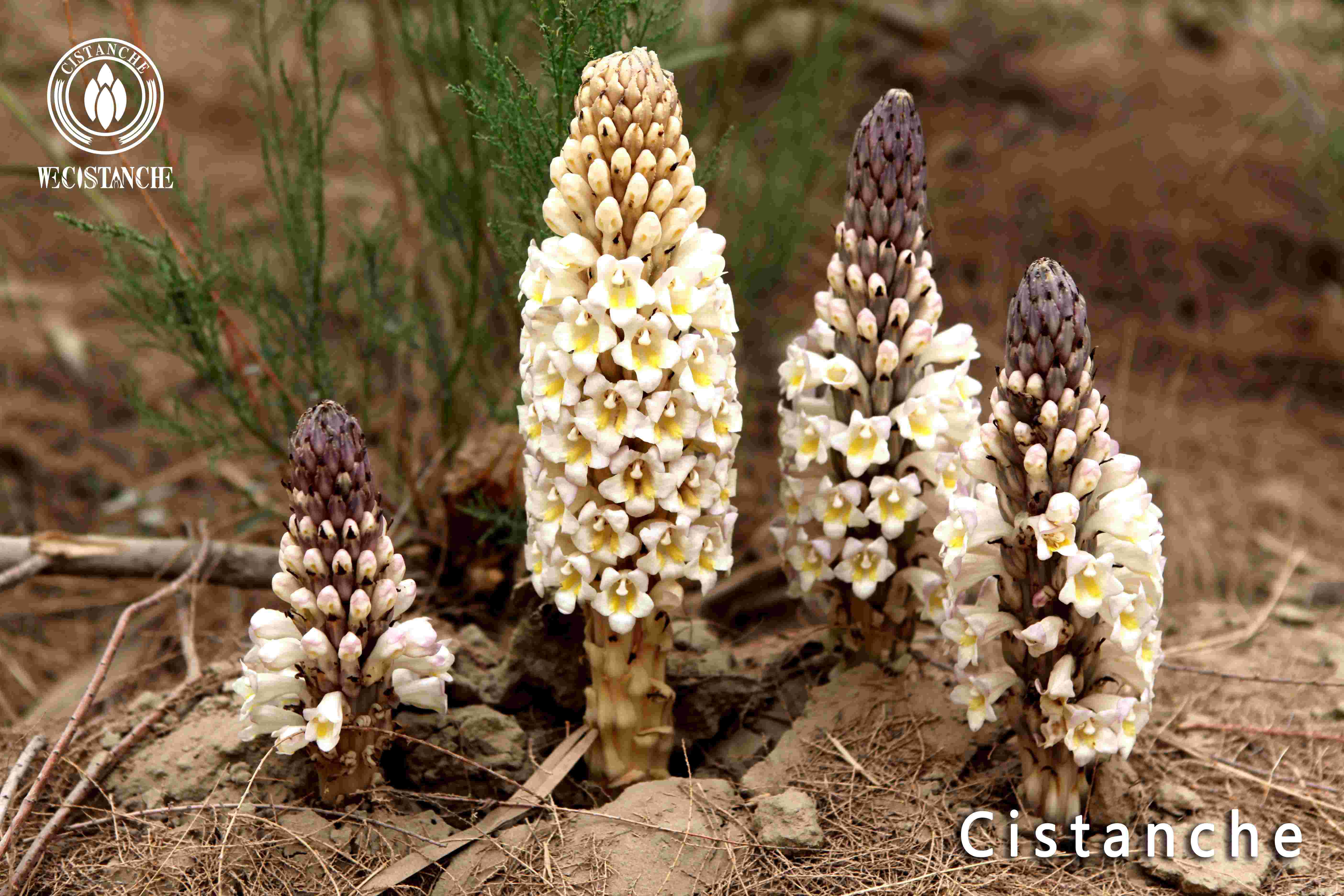 Cistanche tubulosa