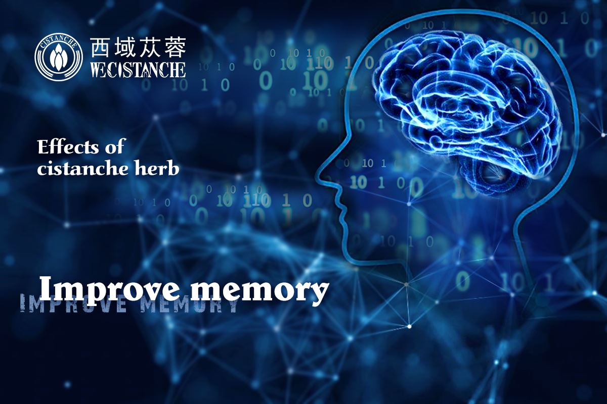 benefit of cistanche: improve memory