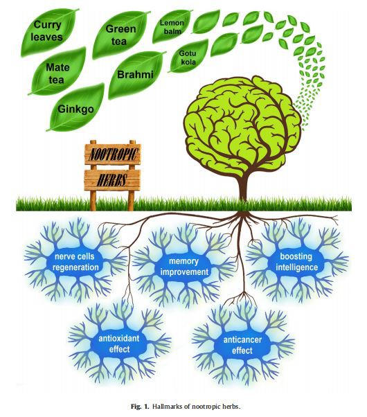 Hallmarks of nootropic herbs.