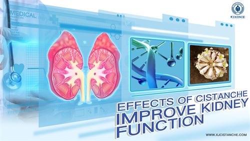 cistanche improve kidney function cistanche improve kidney function