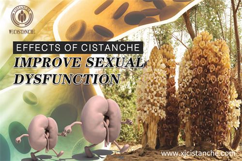 Cistanche improve Kidney Function Cistanche improve Kidney Function