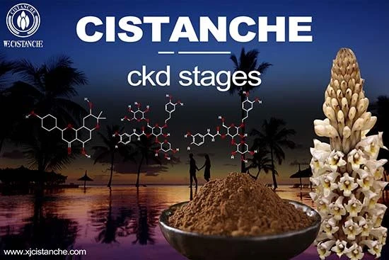 Cistanche-chronic kidney disease
