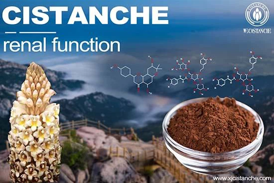 Cistanche can treat kidney disease