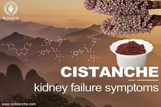 Cistanche-kidney  failure symptoms