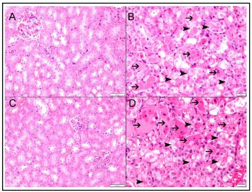 Fig. 2. A. Representative section  from kidneys of saline-treated  GAL-3 wild control mice showing  unremarkable kidney parenchyma, H&E stain. B. Representative  section from kidneys of cisplatintreated GAL-3 wild mice showing  acute tubular necrosis with tubular epithelial injury (arrowhead)  and intratubular secretion (thin  arrow), H&E stain. C. Representative section from kidneys of salinetreated GAL-3 KO control mice  showing unremarkable kidney  parenchyma, H&E stain. D. Representative section from kidneys of  cisplatin-treated GAL-3 KO mice  showing acute tubular necrosis  with tubular epithelial injury (arrowhead) and intratubular secretion (thin arrow), H&E stain.