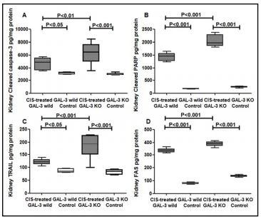 Fig. 10. A. The graph represents  kidney cleaved caspase-3 concentrations following ATN in cisplatin-treated GAL-3 wild mice and  cisplatin-treated GAL-3 KO mice  compared to their controls. P value<0.05 is statistically significant. B. The graph represents kidney cleaved PARP concentrations  following ATN in cisplatin-treated  GAL-3 wild mice and cisplatintreated GAL-3 KO mice compared  to their controls.