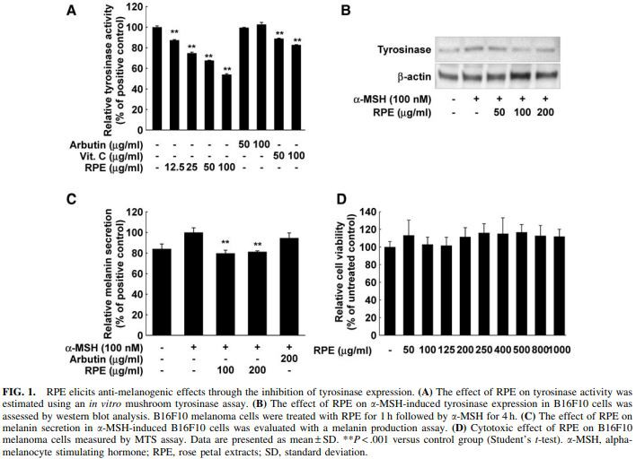 FIG. 1. RPE elicits anti-melanogenic effects through the inhibition of tyrosinase expression