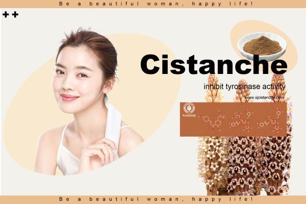 Cistanche inhibits tyrosinase activity.