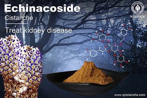 Echinacoside of cistanche can improve kidney function Echinacoside of cistanche can improve kidney function