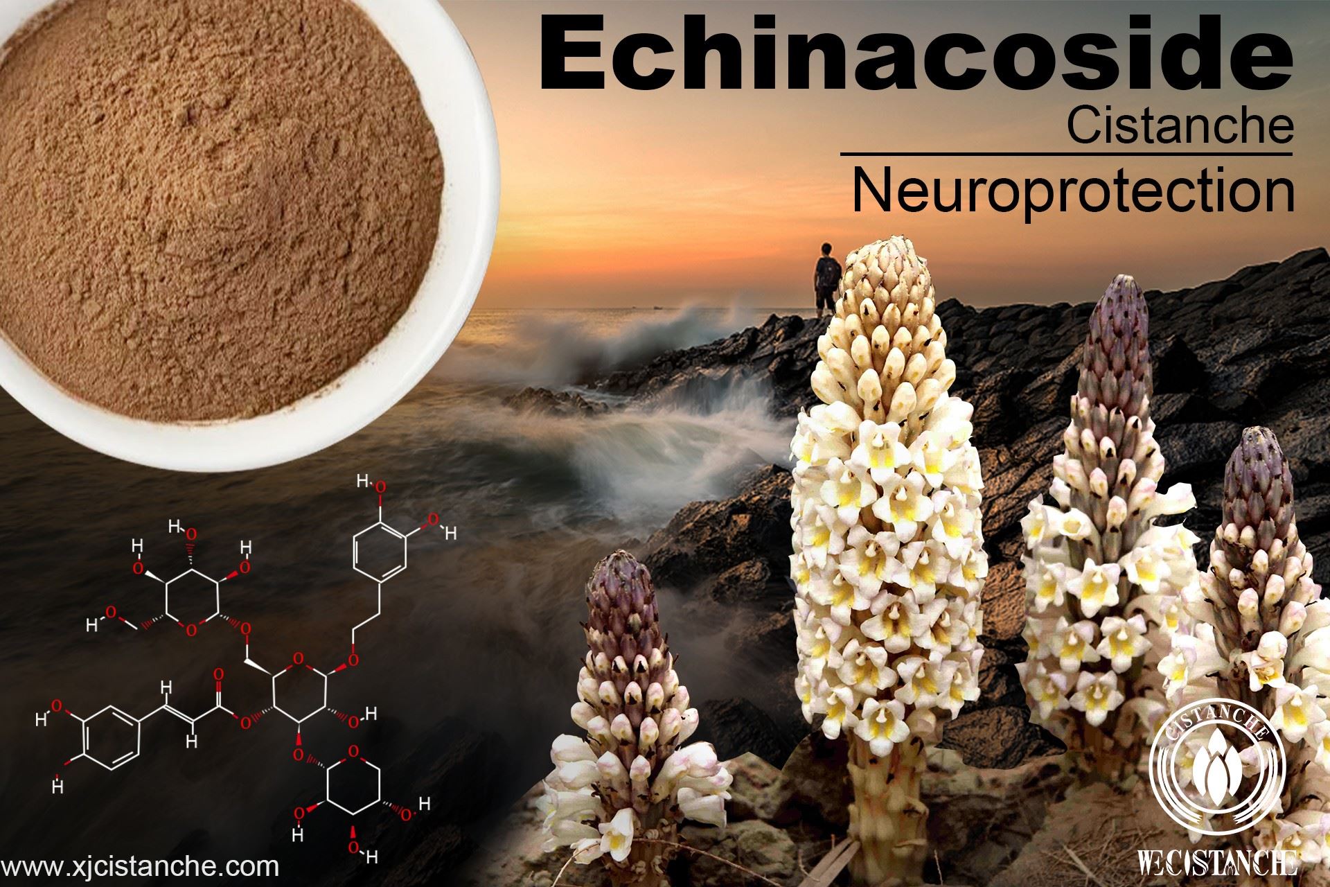 Echinacoside- neuroprotection
