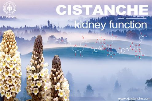 Cistanche improve kidney function