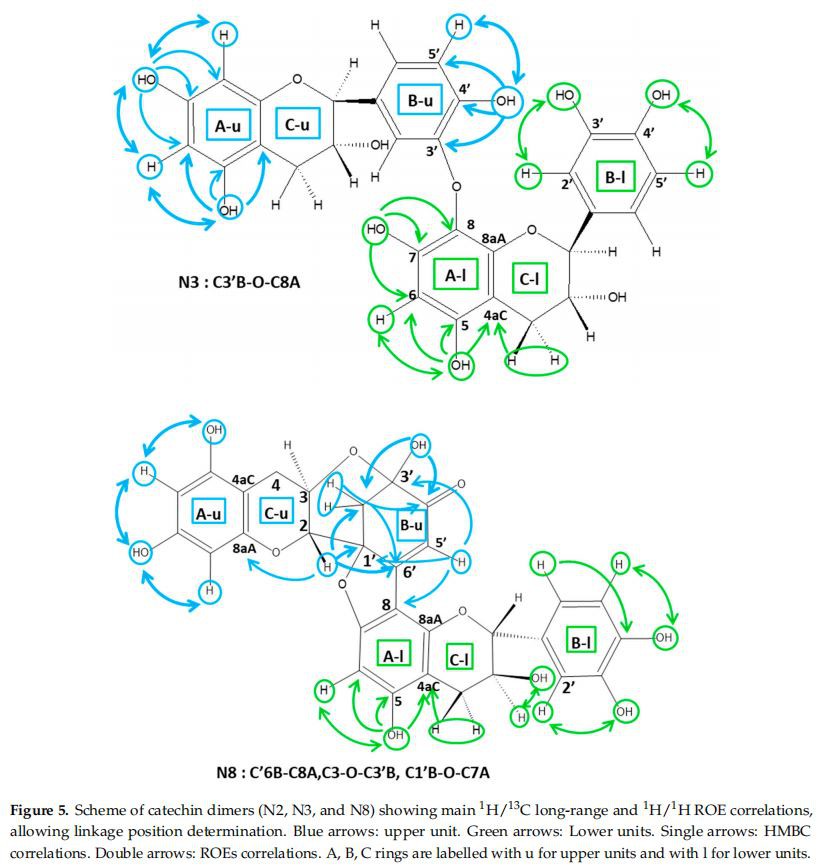 Scheme of catechin dimers (N2, N3, and N8) showing main 1H/13C long-range and 1H/1H ROE correlations, allowing linkage position determination. Blue arrows: upper unit. Green arrows: Lower units. Single arrows: HMBC correlations. Double arrows: ROEs correlations. A, B, C rings are labelled with u for upper units and with l for lower units