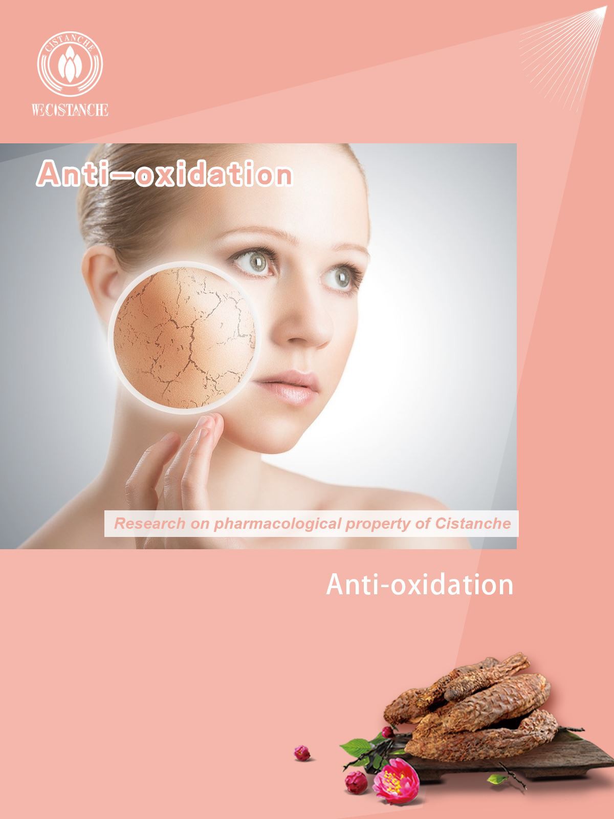 Cistanche helps anti-oxidation