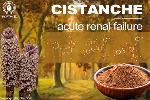 Cistanche prevent renal failure Cistanche prevent renal failure