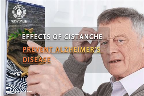 Cistanche can improve memory