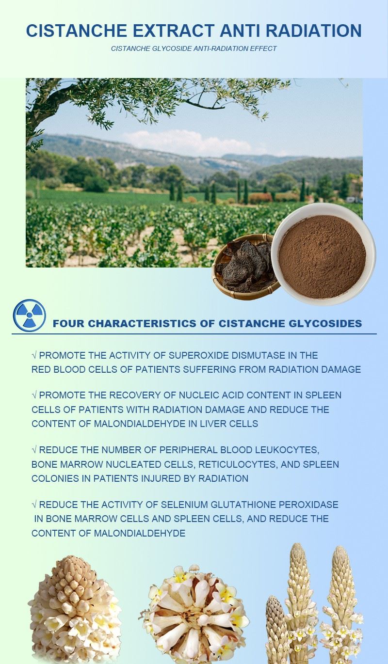 Cistanche-Extract-for-Anti Radiation