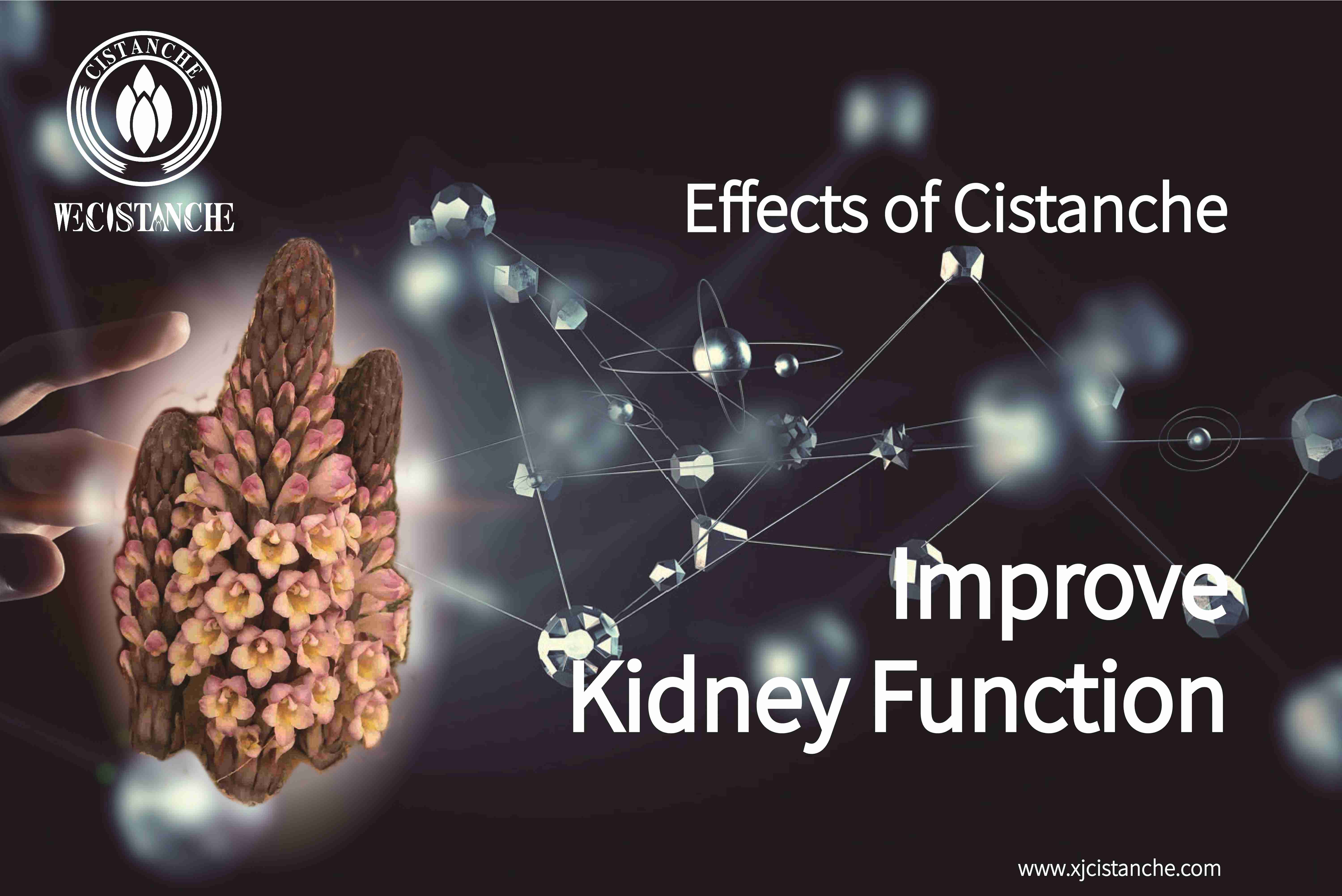 how to prevent kidney disease how to prevent kidney disease