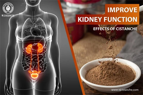 organic cistanche：improve kidney function5
