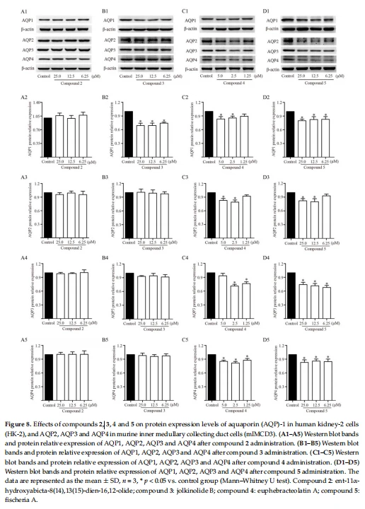 Figure 8. Effects of compounds 2, 3, 4 and 5 on protein expression levels of aquaporin (AQP)-1 in human kidney-2 cells  (HK-2), and AQP2, AQP3 and AQP4 in murine inner medullary collecting duct cells (mIM