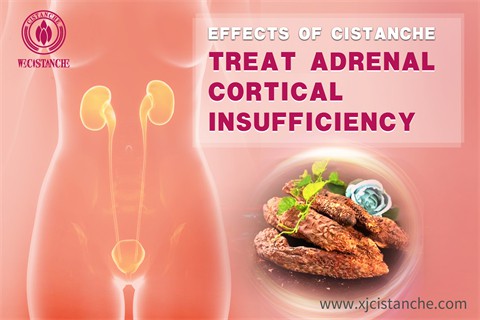 effects of cistanche：treat adrenal cortical insufficiency