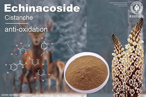 Cistanche antifatigue function (5) Cistanche antifatigue function (5)