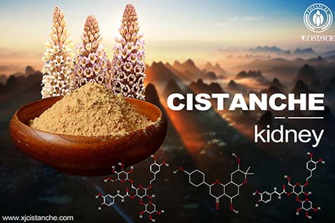 Cistanche-kidney-3(3)
