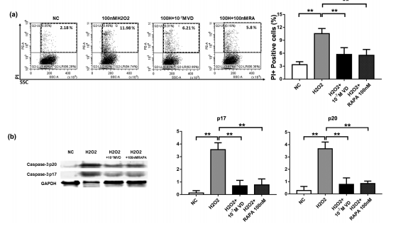 cistanche antioxidant research