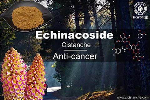 Cistanche research Cistanche research