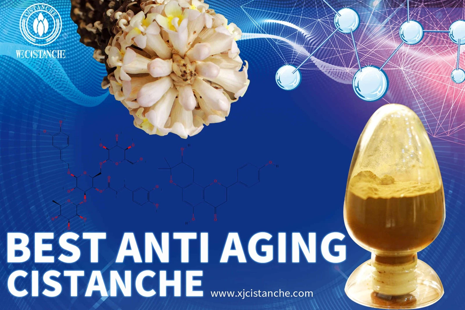 cistanche tubulosa supplement