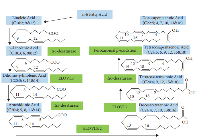 cistanche anti-inflamation benefits