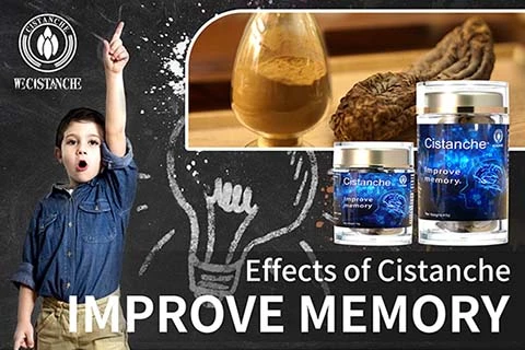 Cistanche supplement Cognitive Function Improvement Cistanche supplement Cognitive Function Improvement