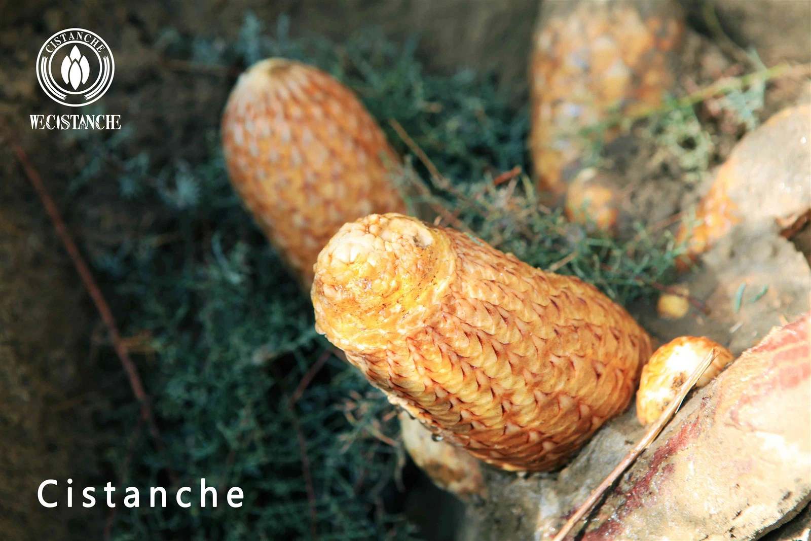 TCM Cistanche tubulosa