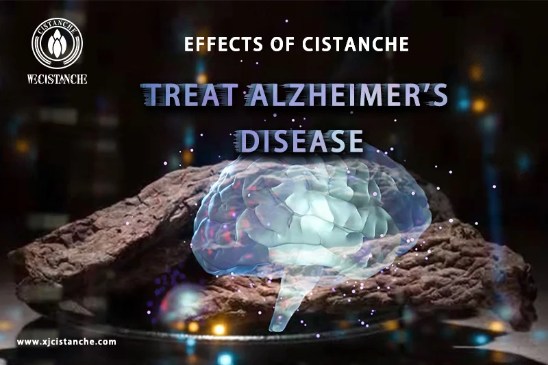 Cistanche tubulosa extract